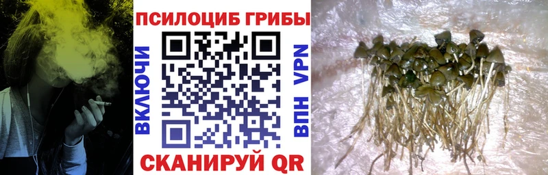 Галлюциногенные грибы Psilocybine cubensis  Татарск 